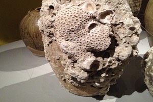 Urn recovered from seabed encrusted with shells, barnacles and sponges
